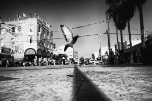 Venice Bird Landing