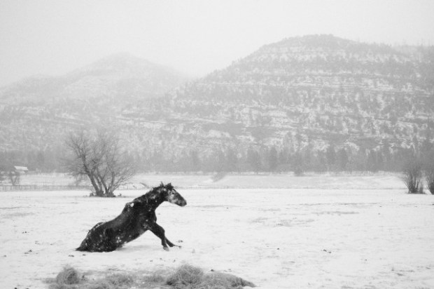 Craig Semetko DurangoHorseBarnackFinal