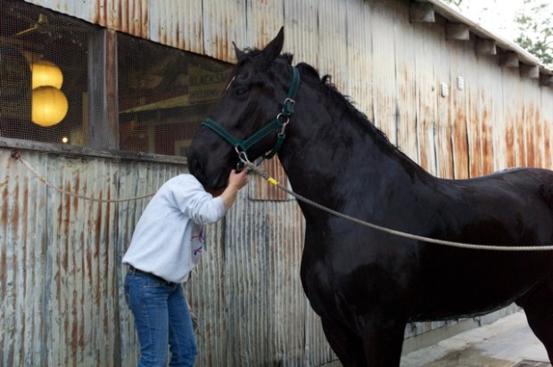 Craig Semetko Horse ead