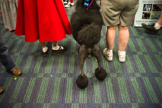 Huff Craig S Poodle Legs